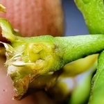 サカキカズラの解剖した花。雌しべ部分を写真で公開するのは、世界初の可能性がある
