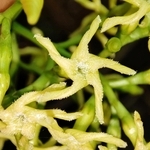 サカキカズラの花。花びらが極めて強くねじれる