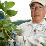 平岡純一さんが丹精し、出荷の最盛期を迎えたブルーベリー＝三田市波豆川