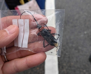 尼崎市琴浦町で６月２６日に発見されたクビアカツヤカミキリの成虫（県提供）