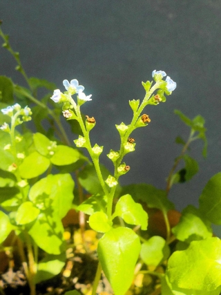 博物館で栽培中のコシジタビラコの花
