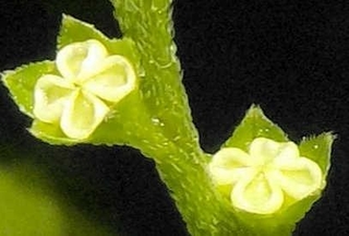 コシジタビラコ（越路田平子）。４個に分かれた果実の周囲に環状隆起がある