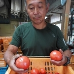 「さんだとまと」真っ赤に完熟　強い甘み特徴の三田市特産　出荷が最盛期
