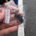 サクラ、モモなど枯死招く  特定外来生物「クビアカツヤカミキリ」　阪神全域に生息分布拡大