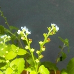 博物館で栽培中のコシジタビラコの花