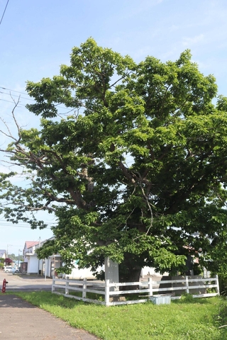 旧荻伏駅の近くにあり、樹齢３００年以上と推定されるミズナラ。碑によると、開拓前はこうした巨木が多く生えていたという＝北海道浦河町荻伏町