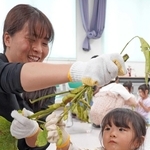 枝から黒枝豆をもぎ取る子ども＝三田市富士が丘２