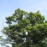 旧荻伏駅の近くにあり、樹齢３００年以上と推定されるミズナラ。碑によると、開拓前はこうした巨木が多く生えていたという＝北海道浦河町荻伏町
