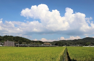 最高気温３５・２度を観測した８月３１日。白く大きな雲が浮かび、田んぼでは稲穂が頭を垂れていた＝三田市桑原