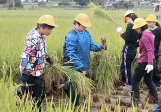 鎌を使って稲刈りに挑戦した子どもたち＝三田市西相野