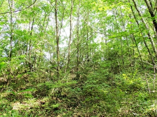 写真は、森の大まかな姿を伝えることができる