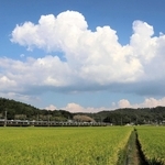 最高気温３５・２度を観測した８月３１日。白く大きな雲が浮かび、田んぼでは稲穂が頭を垂れていた＝三田市桑原