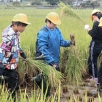 鎌を使って稲刈りできた　JA兵庫六甲が協力、藍小5年生が体験