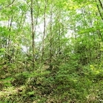 写真は、森の大まかな姿を伝えることができる