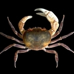＜ひとはく研究だより＞隔離されたカニ　「隣人」までの距離5キロ　頼末武史主任研究員