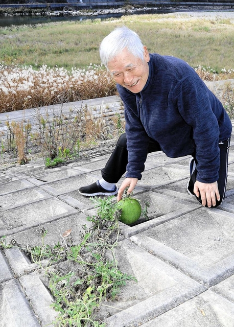 千種川河川敷でスイカを見つけた入江紀文さん。コンクリートの護岸の隙間からつるを伸ばしていた＝上郡町大枝新