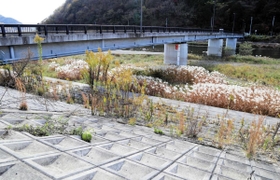 季節外れのスイカが育った新田橋のたもと。日当たりの良さも影響したとみられる＝上郡町大枝新