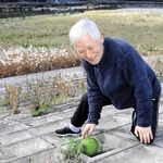 千種川河川敷でスイカを見つけた入江紀文さん。コンクリートの護岸の隙間からつるを伸ばしていた＝上郡町大枝新