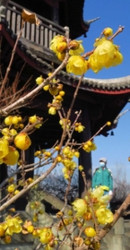 鮮やかな黄色い花を咲かせたロウバイ＝世界の梅公園