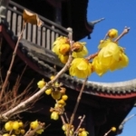 鮮やかな黄色い花を咲かせたロウバイ＝世界の梅公園