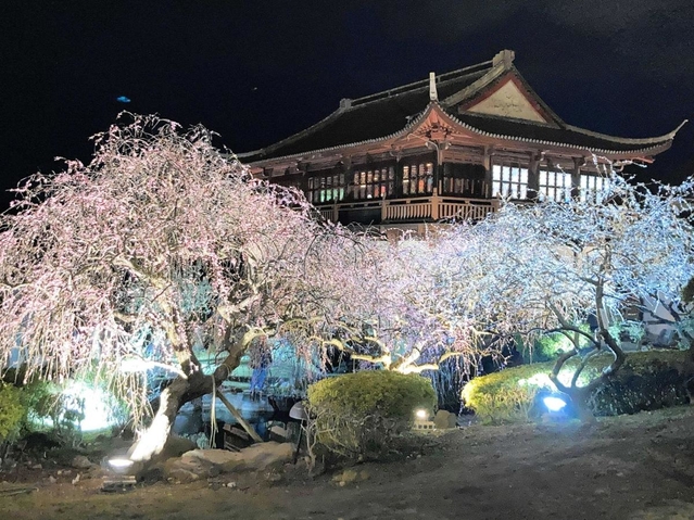 ライトアップされて闇に浮かぶウメの花＝世界の梅公園