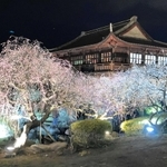 ライトアップされて闇に浮かぶウメの花＝世界の梅公園