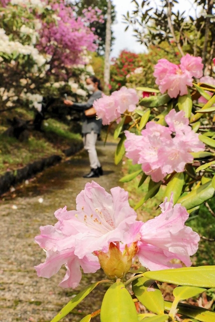 見頃を迎えているシャクナゲ＝佐用町延吉