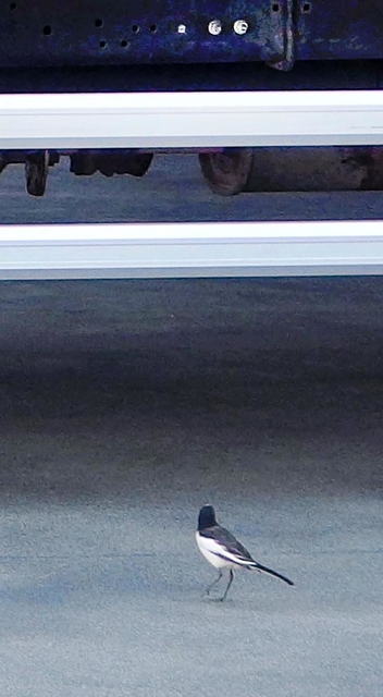 周囲を警戒しつつ、餌を巣に運ぶ親鳥＝たつの市揖保町門前