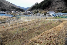 田中源道さんがブドウを栽培する畑。白旗城に近いことから「しらはた農園ＭＯＴＯ」と名付けた＝上郡町細野