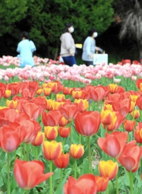 色とりどりに咲き誇るチューリップ。来場者も春を満喫している＝光都チューリップ園