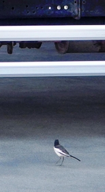 周囲を警戒しつつ、餌を巣に運ぶ親鳥＝たつの市揖保町門前