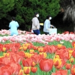 色とりどりに咲き誇るチューリップ。来場者も春を満喫している＝光都チューリップ園