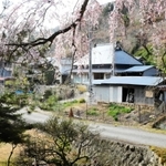枝垂れ桜越しの安藤家