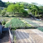 安藤家の畑（奥）