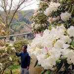見頃を迎えているシャクナゲ＝佐用町延吉