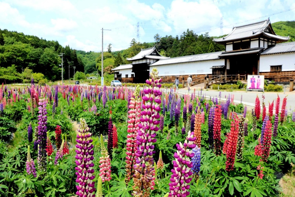 神戸新聞next 西播 昇りフジ ルピナス開花 畑彩るグラデーション 佐用