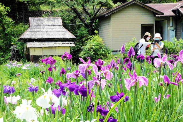 涼しげな花を咲かせるハナショウブ＝佐用町西新宿