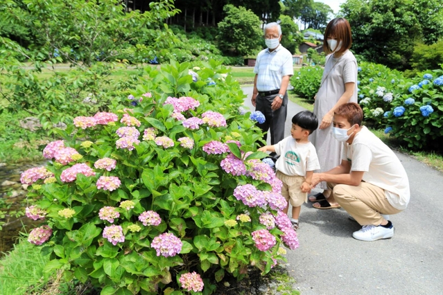 山あいを彩るアジサイ。来週には見頃を迎える＝神河町猪篠