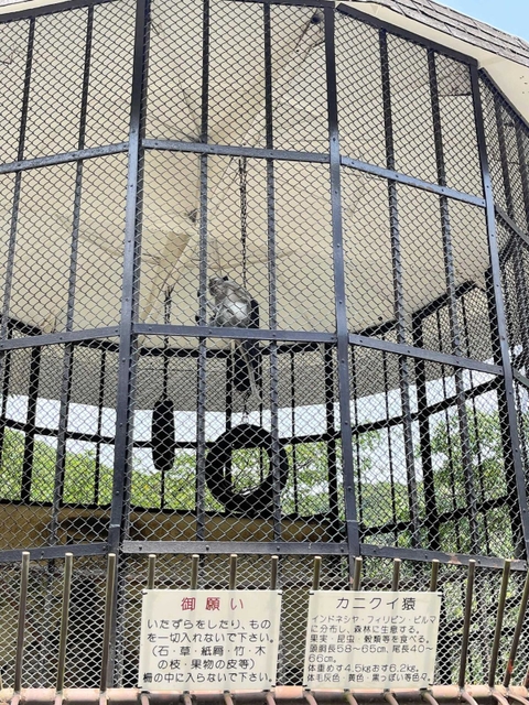 龍野公園動物園で展示中のカニクイザル。飼育環境の悪さが指摘されている＝たつの市龍野町下霞城