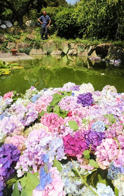 山頂の池を華やかに彩るアジサイ＝たつの市御津町黒崎