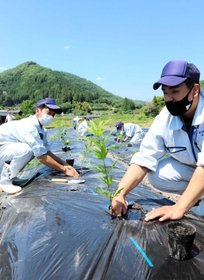学校で育てたフジバカマを植え付ける佐用高校生＝佐用町平福