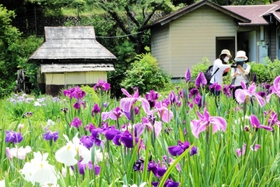 涼しげな花を咲かせるハナショウブ＝佐用町西新宿