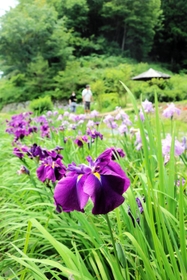 涼しげな花を咲かせるハナショウブ＝佐用町西新宿