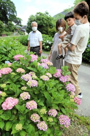 山あいを彩るアジサイ。来週には見頃を迎える＝神河町猪篠