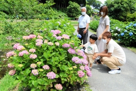 山あいを彩るアジサイ。来週には見頃を迎える＝神河町猪篠