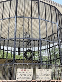 龍野公園動物園で展示中のカニクイザル。飼育環境の悪さが指摘されている＝たつの市龍野町下霞城