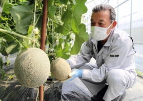 収穫が始まった矢野メロン＝相生市内