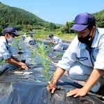 学校で育てたフジバカマを植え付ける佐用高校生＝佐用町平福