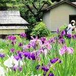 涼しげな花を咲かせるハナショウブ＝佐用町西新宿