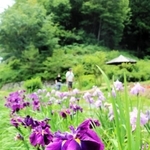 涼しげな花を咲かせるハナショウブ＝佐用町西新宿